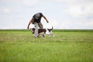 A Professional Dog Trainer Leading A Group-obedience Class For Dogs Of Various Breeds Outdoors. Wallpaper