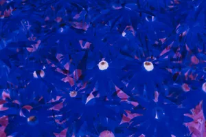 A Psychedelic Pattern Of Beautiful Blue Flowers Wallpaper