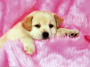 A Puppy Laying On A Pink Blanket Wallpaper