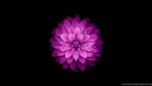 A Purple Flower On A Black Background Wallpaper