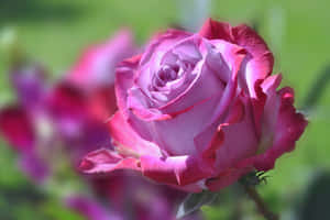 A Purple Rose Is In Bloom In A Garden Wallpaper