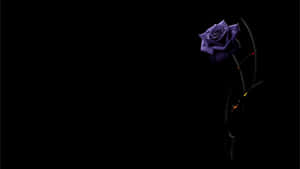 A Purple Rose Is Shown Against A Black Background Wallpaper