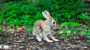 A Rabbit Is Sitting On The Ground Near Some Plants Wallpaper