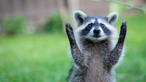 A Raccoon Is Standing Up And Waving His Hands Wallpaper