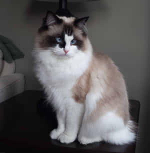 A Ragdoll Cat Relaxing On A Wooden Surface With Plants In The Background Wallpaper