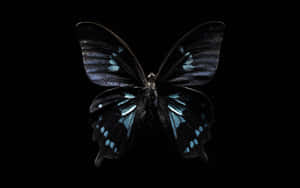 - A Rainbow Of Colorful Butterflies Come Together At Butterfly Zoo Wallpaper