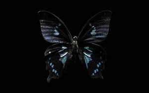 - A Rainbow Of Colorful Butterflies Come Together At Butterfly Zoo Wallpaper