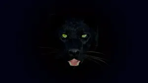 A Rare Black Leopard Delicately Stalks Through The Jungle Wallpaper