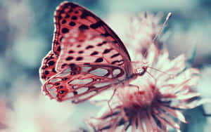 A Rare Look Of A Butterfly Species In Flight | Wallpaper