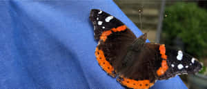 A Red Admiral Butterfly Perched On Lavender Flowers. A Beautiful Close-up On Its Intricate Wing Patterns Wallpaper