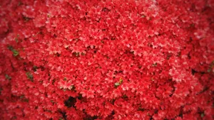 A Red Bush With Many Red Flowers Wallpaper