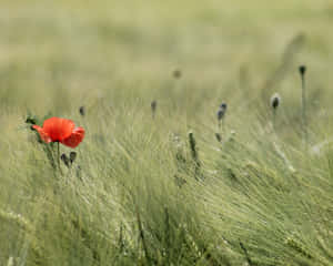A Red Flower In A Field Of Green Wallpaper