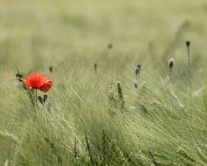 A Red Flower In A Field Of Green Wallpaper