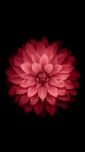 A Red Flower On A Black Background Wallpaper