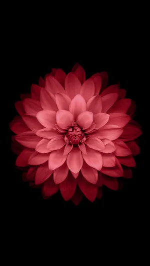 A Red Flower On A Black Background Wallpaper