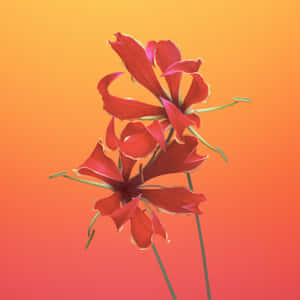 A Red Flower On A Yellow Background Wallpaper