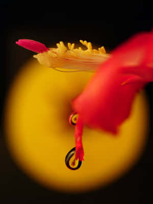 A Red Flower With A Drop Of Water On It Wallpaper