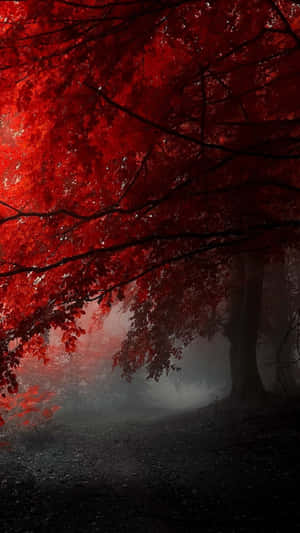 A Red Forest With Trees In The Fog Wallpaper