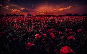 A Red Poppy Field In An Aesthetic Setting Wallpaper