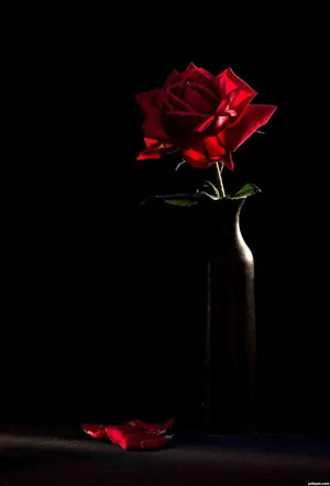 A Red Rose In A Vase On A Black Background Wallpaper