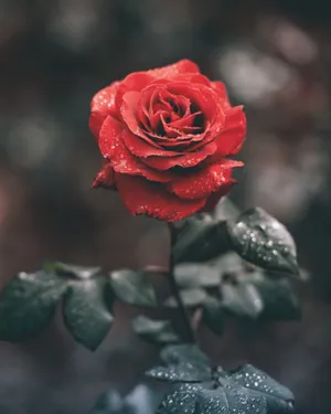A Red Rose With Water Droplets On It Wallpaper
