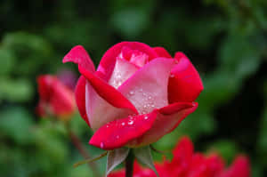 A Red Rose With Water Droplets On It Wallpaper