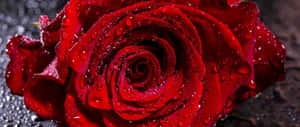 A Red Rose With Water Droplets On It Wallpaper