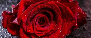 A Red Rose With Water Droplets On It Wallpaper