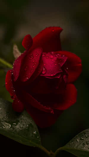 A Red Rose With Water Droplets On It Wallpaper