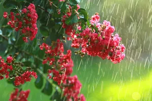 A Refreshing Spring Shower Amidst The Lush Greenery Wallpaper