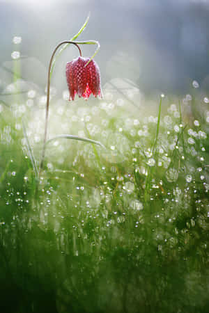 A Refreshing Spring Shower In A Lush Garden Wallpaper