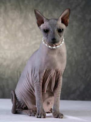 A Regal Sphynx Cat Posing On A Cozy Couch Wallpaper