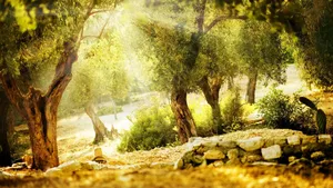 A Rich History Of Olive Trees Wallpaper