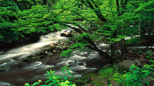 A River Running Through A Forest Wallpaper