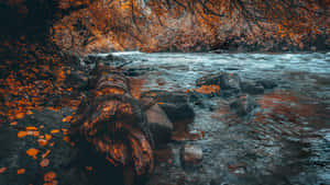 A River With A Log In It Wallpaper