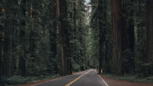 A Road In The Middle Of A Forest Wallpaper