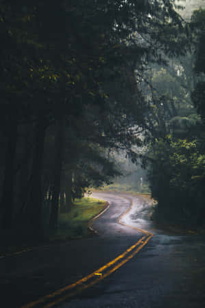 A Road In The Woods Wallpaper