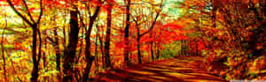 A Road In The Woods With Colorful Leaves Wallpaper