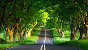 A Road Lined With Trees In The Middle Of A Green Field Wallpaper