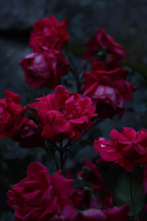 A Romantic Bouquet Of Colorful Roses Against A White Backdrop Wallpaper
