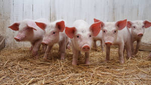 A Row Of Happy Pigs Wallpaper