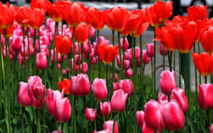 A Row Of Tulips Wallpaper