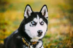 A Rural Canine Companion Enjoying The Countryside Wallpaper