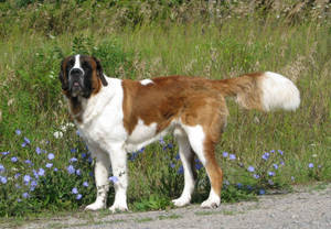 A Saint Bernard Dog Taking A Relaxing Walk In The Grass Wallpaper