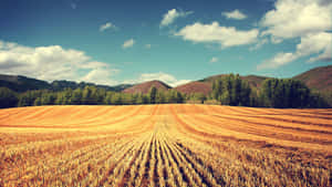 A Scenic Autumn Day With A Bountiful Harvest, Farmer's Market, And Colorful Foliage Wallpaper