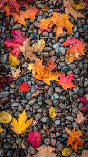 A Scenic Autumn Landscape With Golden Leaves Falling From Trees And A Serene River Reflecting The Vibrant Colors Of The Season. Wallpaper