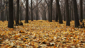 A Scenic Autumnal Equinox Landscape Wallpaper