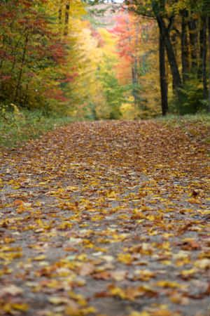 A Scenic Path Covered With Fallen Leaves Wallpaper