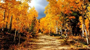 A Scenic Photography Of A Trail Through A Beautiful Autumn Forest In All Its Golden Glory. Wallpaper