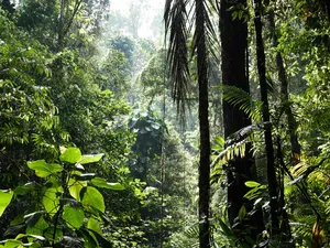 A Scenic View Of Biodiversity In A Tropical Rainforest Wallpaper